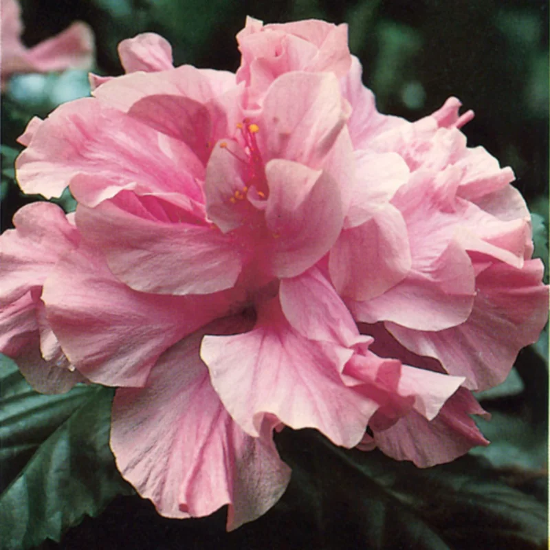 Hibiscus Plants Live, Hardy Hibiscus Plants Live, 6 to 8 Inch Tall, Tropical Hibiscus Plant, Hibiscus Tree Live Plant, Hibiscus Flower No Pot, Double Pink Bloom With Dark Eye