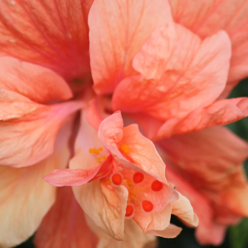 Hibiscus Plants Live, Hardy Hibiscus Plants Live, 6 to 8 Inch Tall, Tropical Hibiscus Plant, Hibiscus Tree Live Plant, Hibiscus Flower No Pot, Double Peach