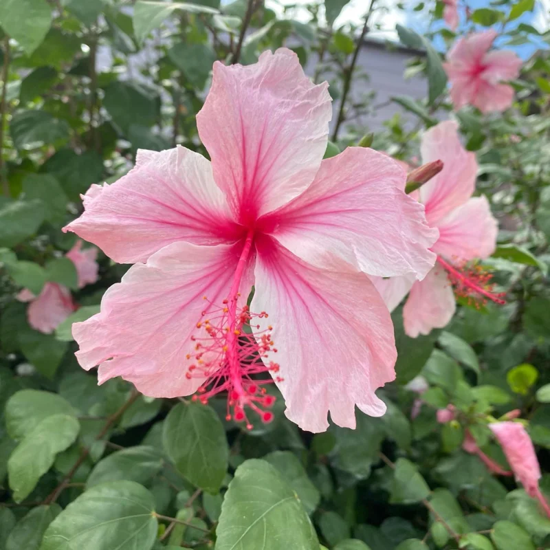 Hibiscus Plants Live, Hardy Hibiscus Plants Live, 6 to 8 Inch Tall, Tropical Hibiscus Plant, Hibiscus Tree Live Plant, Hibiscus Flower No Pot, Weeping Pink