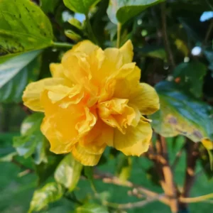 Hibiscus Plants Live, Hardy Hibiscus Plants Live, 6 to 8 Inch Tall, Tropical Hibiscus Plant, Hibiscus Tree Live Plant, Hibiscus Flower No Pot, Double Gold