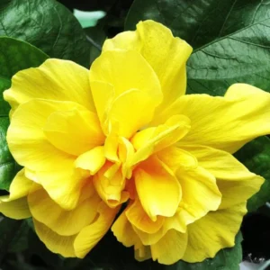 Hibiscus Plants Live, Hardy Hibiscus Plants Live, 6 to 8 Inch Tall, Tropical Hibiscus Plant, Hibiscus Tree Live Plant, Hibiscus Flower No Pot, Double Gold