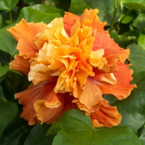 Hibiscus Plants Live, Hardy Hibiscus Plants Live, 6 to 8 Inch Tall, Tropical Hibiscus Plant, Hibiscus Tree Live Plant, Hibiscus Flower No Pot, Double Peach