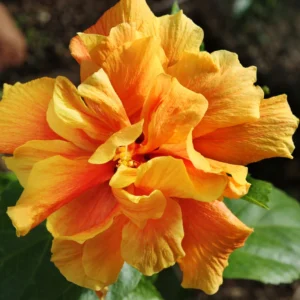 Hibiscus Plants Live, Hardy Hibiscus Plants Live, 6 to 8 Inch Tall, Tropical Hibiscus Plant, Hibiscus Tree Live Plant, Hibiscus Flower No Pot, Double Peach
