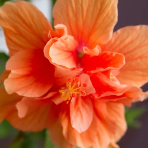 Hibiscus Plants Live, Hardy Hibiscus Plants Live, 6 to 8 Inch Tall, Tropical Hibiscus Plant, Hibiscus Tree Live Plant, Hibiscus Flower No Pot, Double Peach