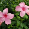 Hibiscus Plants Live, Hardy Hibiscus Plants Live, 6 to 8 Inch Tall, Tropical Hibiscus Plant, Hibiscus Tree Live Plant, Hibiscus Flower No Pot, Weeping Pink