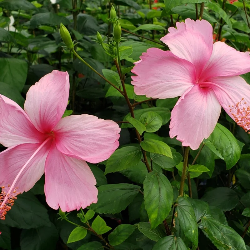 Hibiscus Plants Live, Hardy Hibiscus Plants Live, 6 to 8 Inch Tall, Tropical Hibiscus Plant, Hibiscus Tree Live Plant, Hibiscus Flower No Pot, Weeping Pink