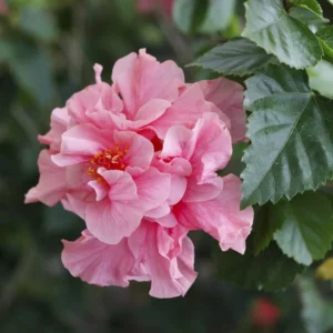 Hibiscus Plants Live, Hardy Hibiscus Plants Live, 6 to 8 Inch Tall, Tropical Hibiscus Plant, Hibiscus Tree Live Plant, Hibiscus Flower No Pot, Double Pink Bloom With Dark Eye