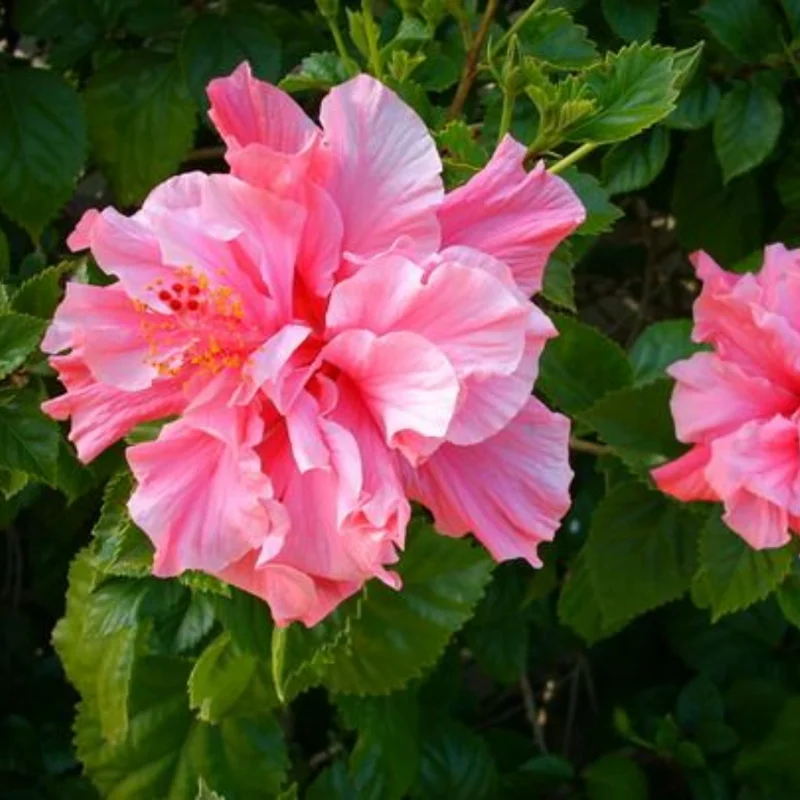 Hibiscus Plants Live, Hardy Hibiscus Plants Live, 6 to 8 Inch Tall, Tropical Hibiscus Plant, Hibiscus Tree Live Plant, Hibiscus Flower No Pot, Double Pink Bloom With Dark Eye