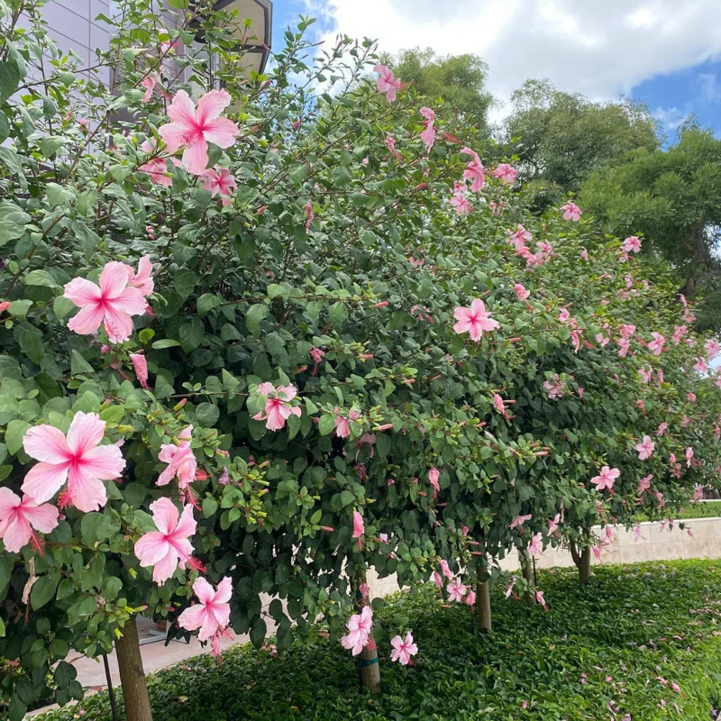 Hibiscus Plants Live, Hardy Hibiscus Plants Live, 6 to 8 Inch Tall, Tropical Hibiscus Plant, Hibiscus Tree Live Plant, Hibiscus Flower No Pot, Weeping Pink
