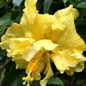 Hibiscus Plants Live, Hardy Hibiscus Plants Live, 6 to 8 Inch Tall, Tropical Hibiscus Plant, Hibiscus Tree Live Plant, Hibiscus Flower No Pot, Double Gold
