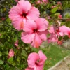 Hibiscus Plants Live, Hardy Hibiscus Plants Live, 6 to 8 Inch Tall, Tropical Hibiscus Plant, Hibiscus Tree Live Plant, Hibiscus Flower No Pot, Clear Pink