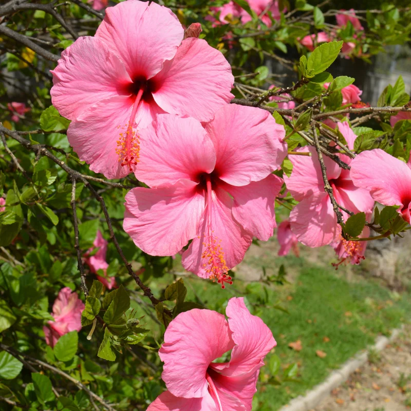 Hibiscus Plants Live, Hardy Hibiscus Plants Live, 6 to 8 Inch Tall, Tropical Hibiscus Plant, Hibiscus Tree Live Plant, Hibiscus Flower No Pot, Clear Pink
