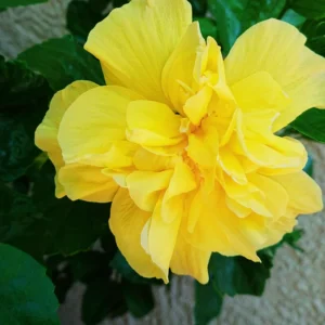 Hibiscus Plants Live, Hardy Hibiscus Plants Live, 6 to 8 Inch Tall, Tropical Hibiscus Plant, Hibiscus Tree Live Plant, Hibiscus Flower No Pot, Double Gold