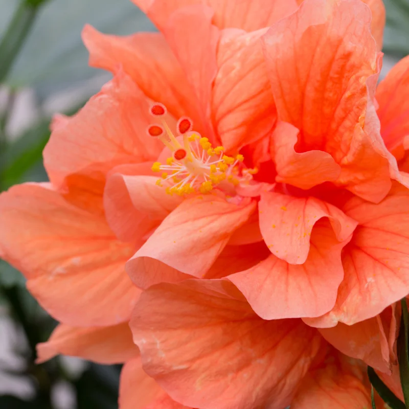 Hibiscus Plants Live, Hardy Hibiscus Plants Live, 6 to 8 Inch Tall, Tropical Hibiscus Plant, Hibiscus Tree Live Plant, Hibiscus Flower No Pot, Double Peach
