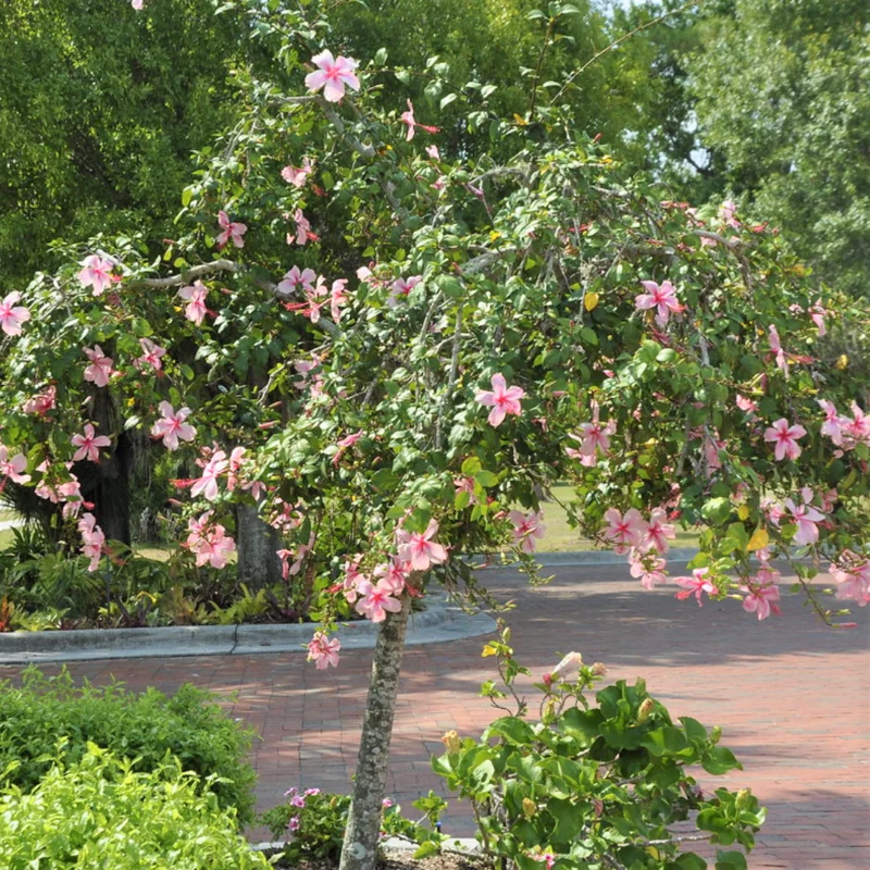 Hibiscus Plants Live, Hardy Hibiscus Plants Live, 6 to 8 Inch Tall, Tropical Hibiscus Plant, Hibiscus Tree Live Plant, Hibiscus Flower No Pot, Weeping Pink