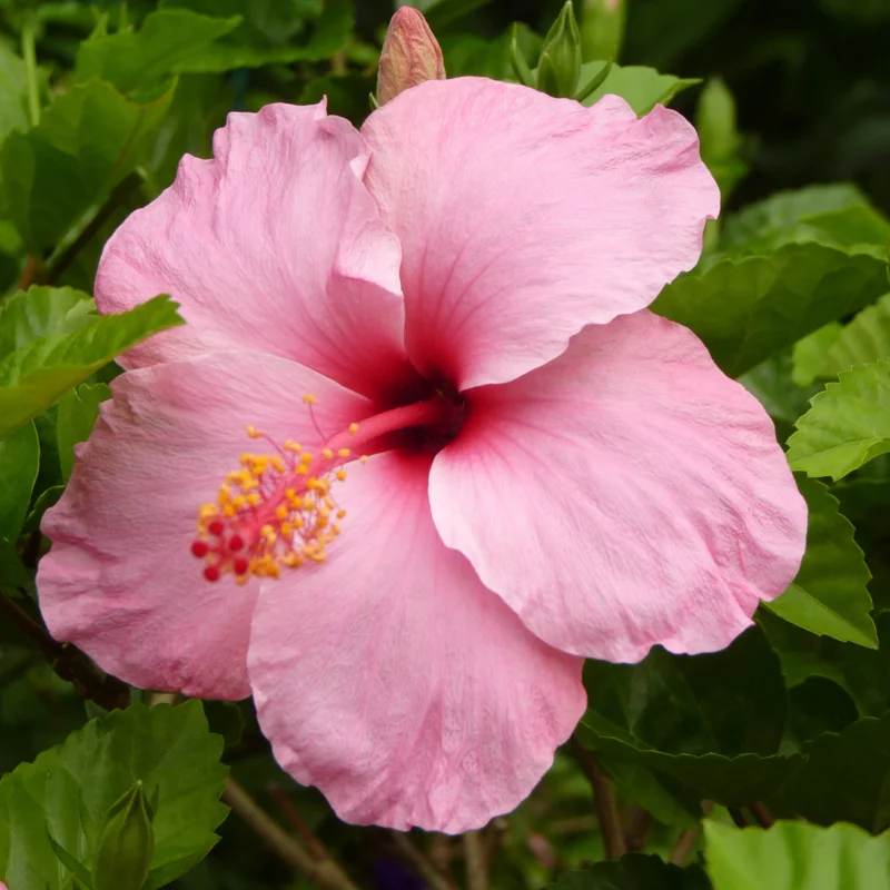 Hibiscus Plants Live, Hardy Hibiscus Plants Live, 6 to 8 Inch Tall, Tropical Hibiscus Plant, Hibiscus Tree Live Plant, Hibiscus Flower No Pot, Clear Pink