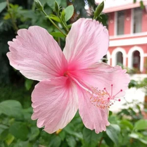 Hibiscus Plants Live, Hardy Hibiscus Plants Live, 6 to 8 Inch Tall, Tropical Hibiscus Plant, Hibiscus Tree Live Plant, Hibiscus Flower No Pot, Weeping Pink