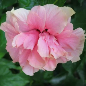 Hibiscus Plants Live, Hardy Hibiscus Plants Live, 6 to 8 Inch Tall, Tropical Hibiscus Plant, Hibiscus Tree Live Plant, Hibiscus Flower No Pot, Double Pink Bloom With Dark Eye