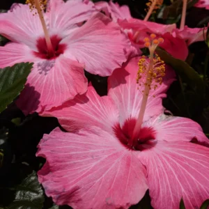Hibiscus Plants Live, Hardy Hibiscus Plants Live, 6 to 8 Inch Tall, Tropical Hibiscus Plant, Hibiscus Tree Live Plant, Hibiscus Flower No Pot, Clear Pink