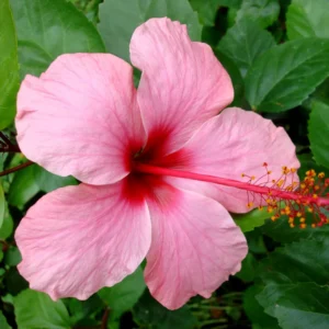 Hibiscus Plants Live, Hardy Hibiscus Plants Live, 6 to 8 Inch Tall, Tropical Hibiscus Plant, Hibiscus Tree Live Plant, Hibiscus Flower No Pot, Clear Pink