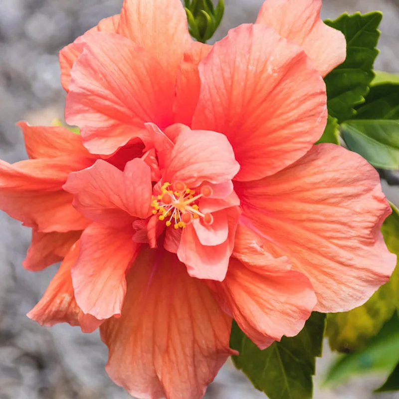 Hibiscus Plants Live, Hardy Hibiscus Plants Live, 6 to 8 Inch Tall, Tropical Hibiscus Plant, Hibiscus Tree Live Plant, Hibiscus Flower No Pot, Double Peach