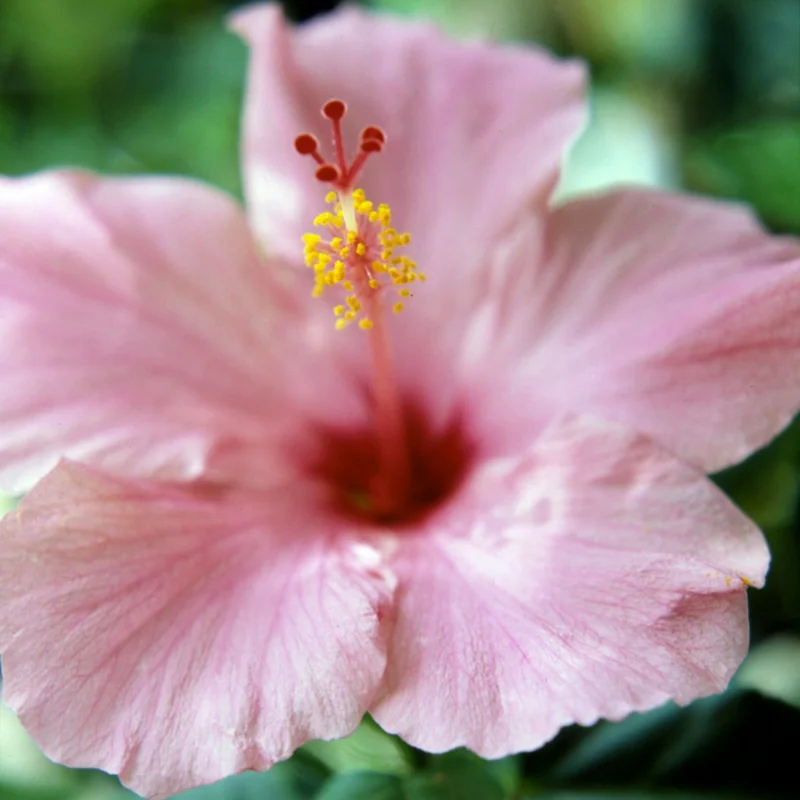 Hibiscus Plants Live, Hardy Hibiscus Plants Live, 6 to 8 Inch Tall, Tropical Hibiscus Plant, Hibiscus Tree Live Plant, Hibiscus Flower No Pot, Weeping Pink
