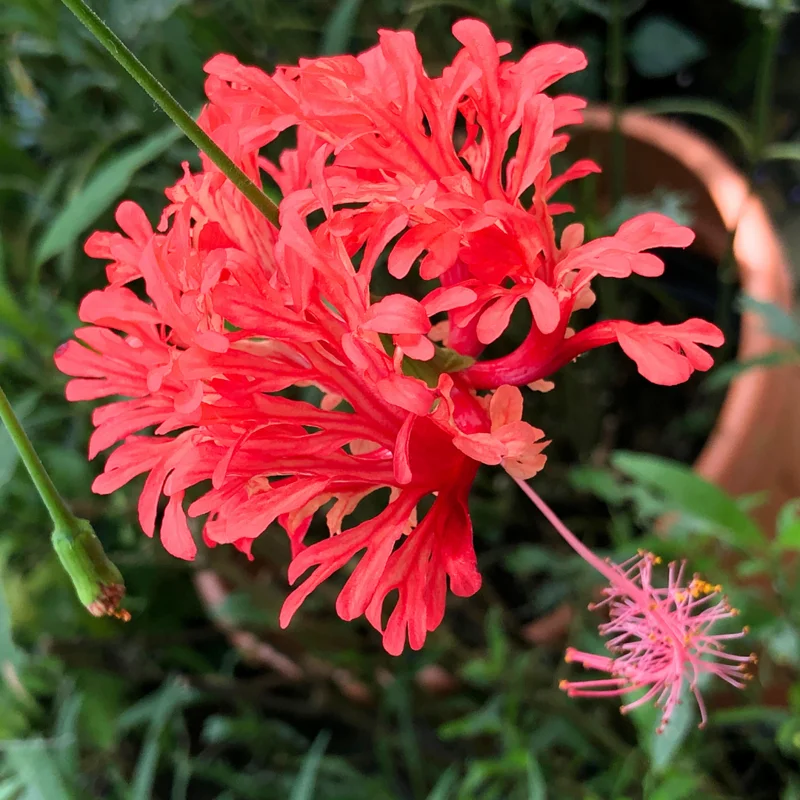 Hibiscus Plants Live, Hardy Hibiscus Plants Live, 6 to 8 Inch Tall, Tropical Hibiscus Plant, Hibiscus Tree Live Plant, Hibiscus Flower No Pot, Weeping Lantern