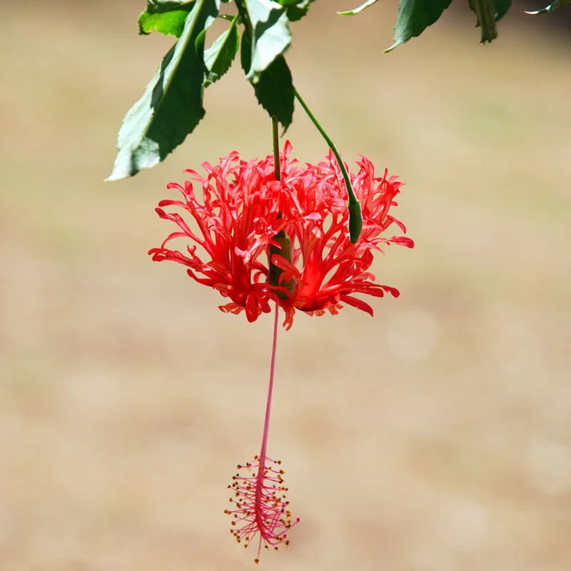 Hibiscus Plants Live, Hardy Hibiscus Plants Live, 6 to 8 Inch Tall, Tropical Hibiscus Plant, Hibiscus Tree Live Plant, Hibiscus Flower No Pot, Weeping Lantern