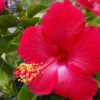 Hardy Hibiscus Plants Live, Tropical Hibiscus Plant, Hibiscus Tree Live Plant,6 to 9 Inch, Well-Rooted, Hardy Perennial, Tropical Red