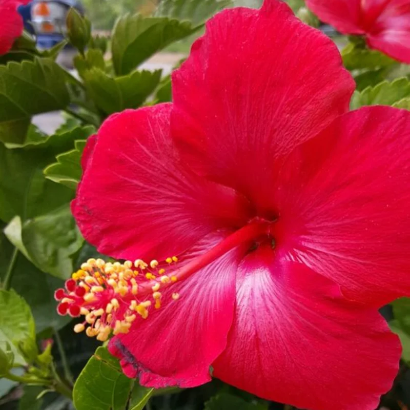 Hardy Hibiscus Plants Live, Tropical Hibiscus Plant, Hibiscus Tree Live Plant,6 to 9 Inch, Well-Rooted, Hardy Perennial, Tropical Red