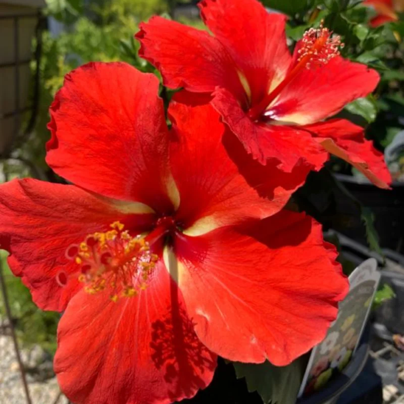 Hardy Hibiscus Plants Live, Tropical Hibiscus Plant, Hibiscus Tree Live Plant,6 to 9 Inch, Well-Rooted, Hardy Perennial, Tropical Red