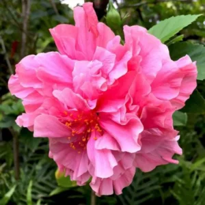 Hibiscus Plants Live, Hardy Hibiscus Plants Live, 6 to 8 Inch Tall, Tropical Hibiscus Plant, Hibiscus Tree Live Plant, Hibiscus Flower No Pot, Double Rose