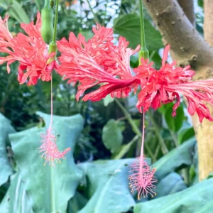 Hibiscus Plants Live, Hardy Hibiscus Plants Live, 6 to 8 Inch Tall, Tropical Hibiscus Plant, Hibiscus Tree Live Plant, Hibiscus Flower No Pot, Weeping Lantern