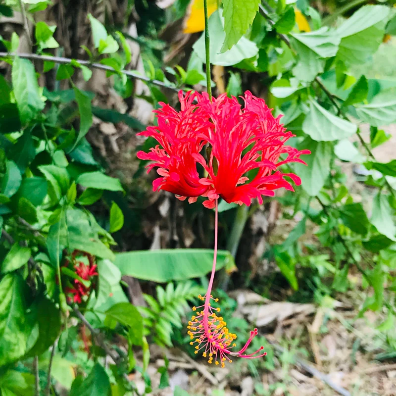 Hibiscus Plants Live, Hardy Hibiscus Plants Live, 6 to 8 Inch Tall, Tropical Hibiscus Plant, Hibiscus Tree Live Plant, Hibiscus Flower No Pot, Weeping Lantern