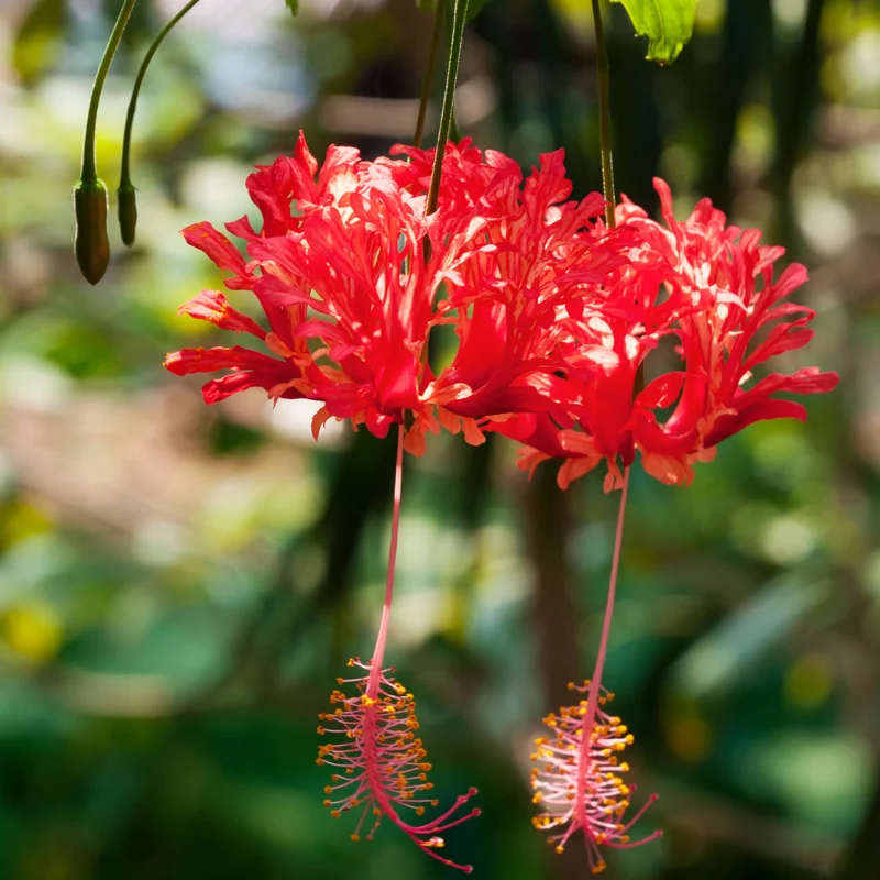 Hibiscus Plants Live, Hardy Hibiscus Plants Live, 6 to 8 Inch Tall, Tropical Hibiscus Plant, Hibiscus Tree Live Plant, Hibiscus Flower No Pot, Weeping Lantern