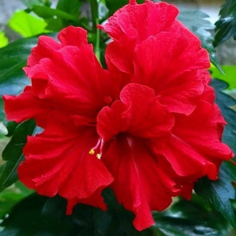 Hibiscus Plants Live, Hardy Hibiscus Plants Live, 6 to 8 Inch Tall, Tropical Hibiscus Plant, Hibiscus Tree Live Plant, Hibiscus Flower No Pot, Double Red