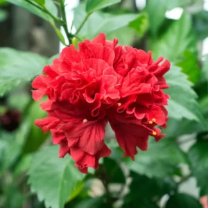 Hibiscus Plants Live, Hardy Hibiscus Plants Live, 6 to 8 Inch Tall, Tropical Hibiscus Plant, Hibiscus Tree Live Plant, Hibiscus Flower No Pot, Double Red