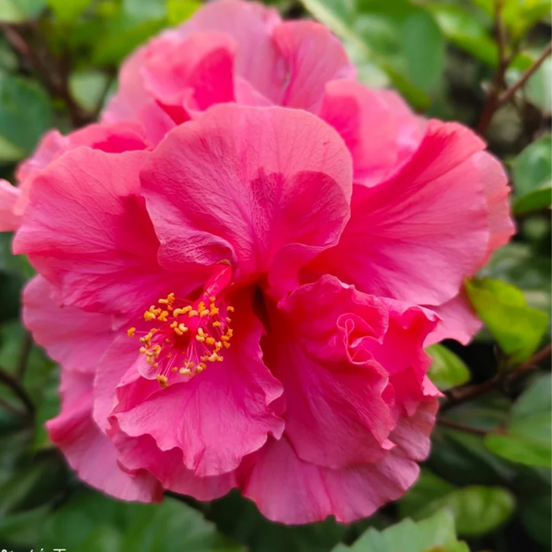 Hibiscus Plants Live, Hardy Hibiscus Plants Live, 6 to 8 Inch Tall, Tropical Hibiscus Plant, Hibiscus Tree Live Plant, Hibiscus Flower No Pot, Double Rose