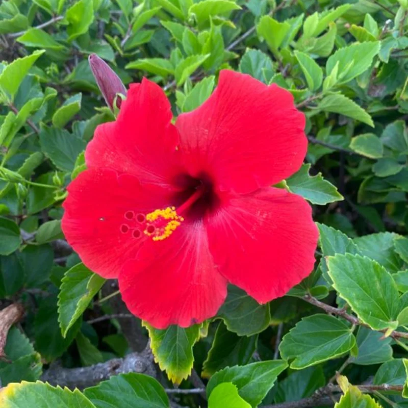Hardy Hibiscus Plants Live, Tropical Hibiscus Plant, Hibiscus Tree Live Plant,6 to 9 Inch, Well-Rooted, Hardy Perennial, Tropical Red