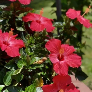 Hardy Hibiscus Plants Live, Tropical Hibiscus Plant, Hibiscus Tree Live Plant,6 to 9 Inch, Well-Rooted, Hardy Perennial, Tropical Red