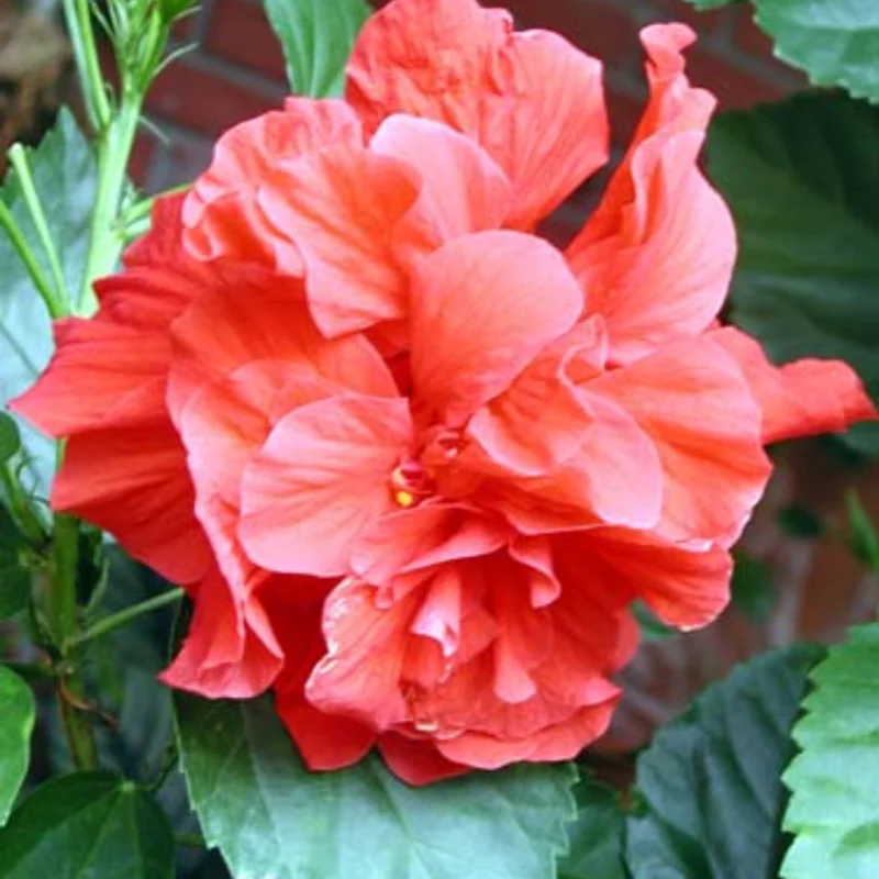 Hibiscus Plants Live, Hardy Hibiscus Plants Live, 6 to 8 Inch Tall, Tropical Hibiscus Plant, Hibiscus Tree Live Plant, Hibiscus Flower No Pot, Double Red