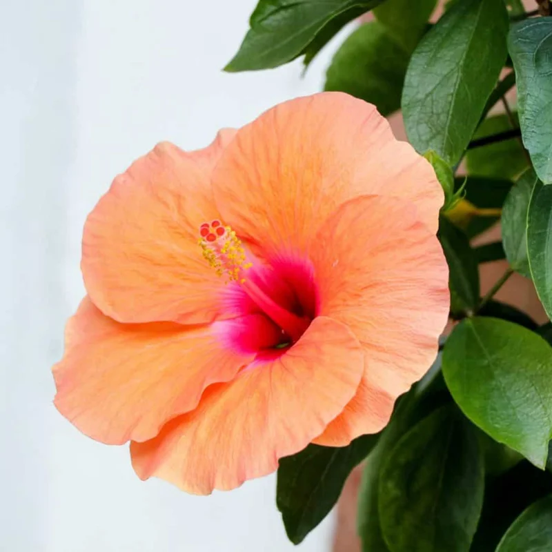 Hardy Hibiscus Plants Live, Tropical Hibiscus Plant, Hibiscus Tree Live Plant,6 to 9 Inch, Well-Rooted, Hardy Perennial, Tropical Orange