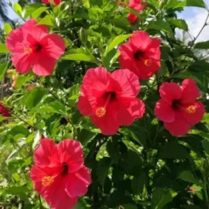 Hardy Hibiscus Plants Live, Tropical Hibiscus Plant, Hibiscus Tree Live Plant,6 to 9 Inch, Well-Rooted, Hardy Perennial, Tropical Red