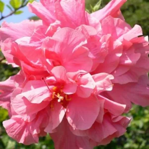 Hibiscus Plants Live, Hardy Hibiscus Plants Live, 6 to 8 Inch Tall, Tropical Hibiscus Plant, Hibiscus Tree Live Plant, Hibiscus Flower No Pot, Double Rose