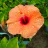 Hardy Hibiscus Plants Live, Tropical Hibiscus Plant, Hibiscus Tree Live Plant,6 to 9 Inch, Well-Rooted, Hardy Perennial, Tropical Orange