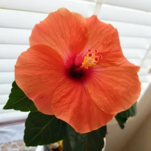 Hardy Hibiscus Plants Live, Tropical Hibiscus Plant, Hibiscus Tree Live Plant,6 to 9 Inch, Well-Rooted, Hardy Perennial, Tropical Orange