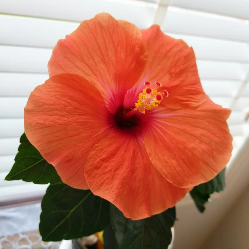 Hardy Hibiscus Plants Live, Tropical Hibiscus Plant, Hibiscus Tree Live Plant,6 to 9 Inch, Well-Rooted, Hardy Perennial, Tropical Orange