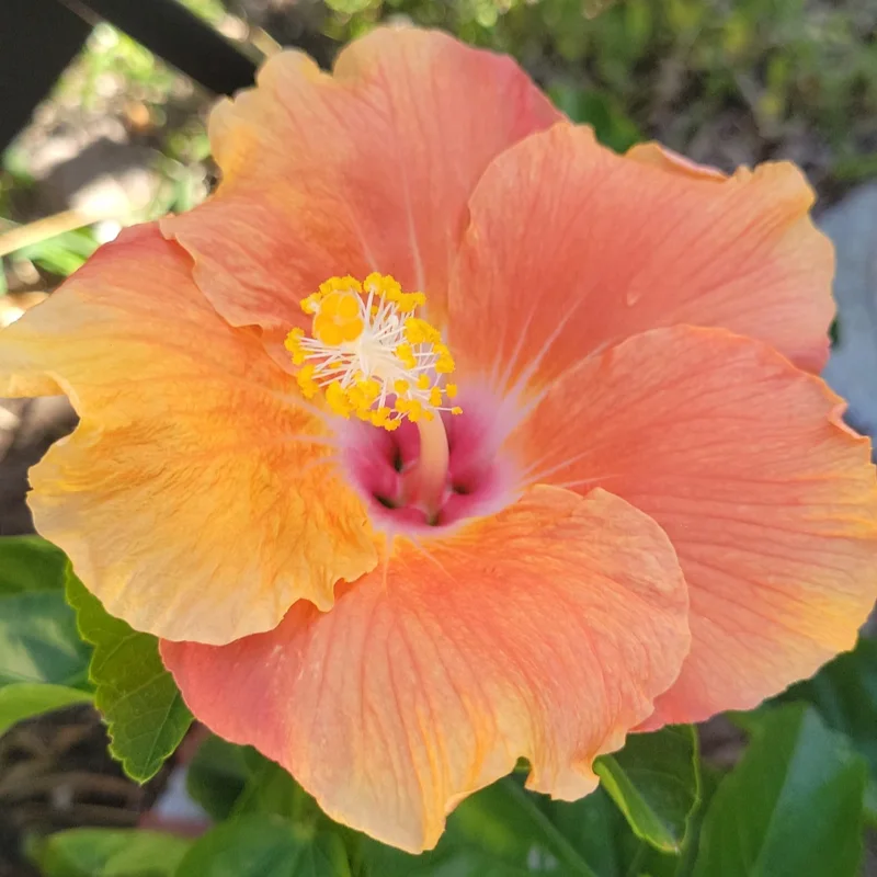 Hardy Hibiscus Plants Live, Tropical Hibiscus Plant, Hibiscus Tree Live Plant,6 to 9 Inch, Well-Rooted, Hardy Perennial, Tropical Orange