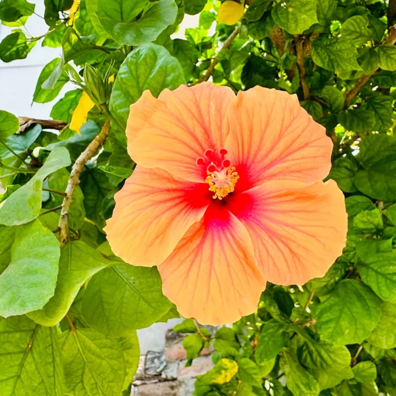 Hardy Hibiscus Plants Live, Tropical Hibiscus Plant, Hibiscus Tree Live Plant,6 to 9 Inch, Well-Rooted, Hardy Perennial, Tropical Orange