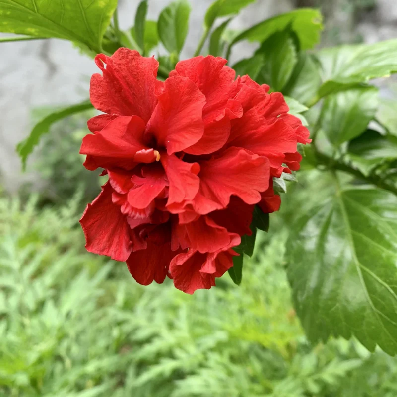 Hibiscus Plants Live, Hardy Hibiscus Plants Live, 6 to 8 Inch Tall, Tropical Hibiscus Plant, Hibiscus Tree Live Plant, Hibiscus Flower No Pot, Double Red